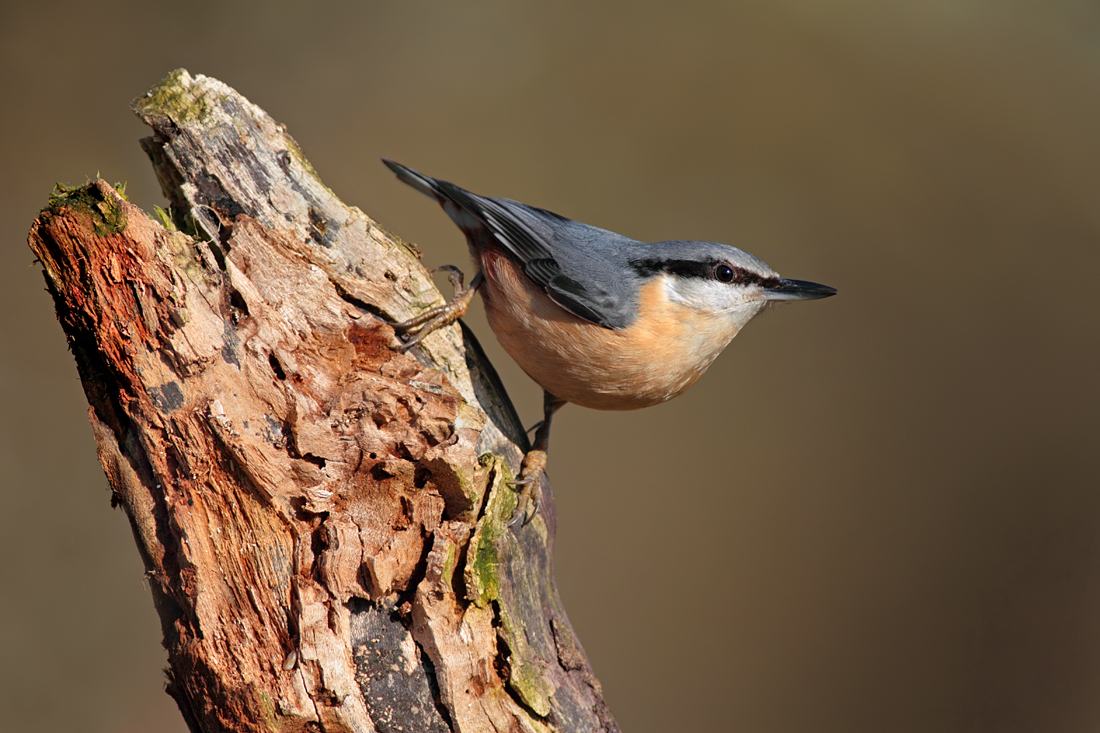 2010 (2) FEBRUARY Nuthatch 